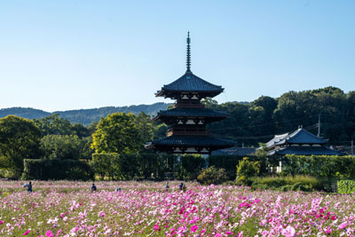 ikarugacyou